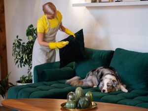 Porady dotyczące utrzymania czystości w domu ze zwierzętami